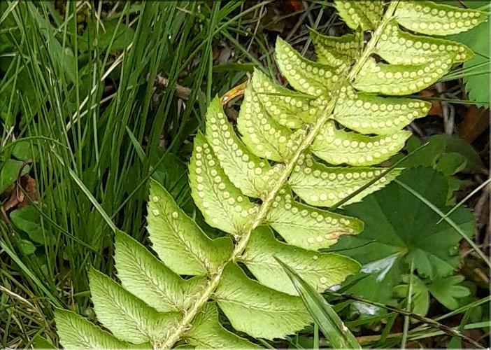 Polystichum_lonchitis5_LT
