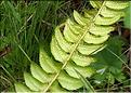 Polystichum_lonchitis5_LT