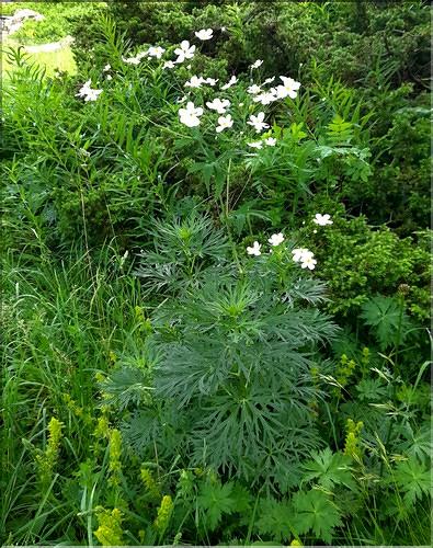 Ranunculus_aconitifolius1_LT