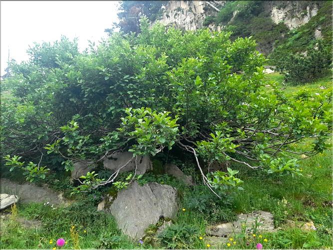 Rhamnus_alpinus1_LT