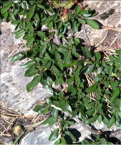 Rhamnus_pumila2_DB