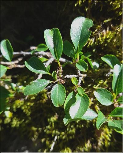 Rhamnus_pumila3_LT