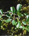 Rhamnus_pumila3_LT