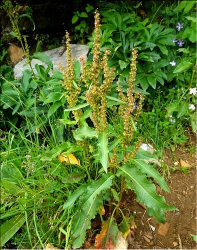 Rumex_longifolius1_LT