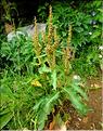 Rumex_longifolius1_LT
