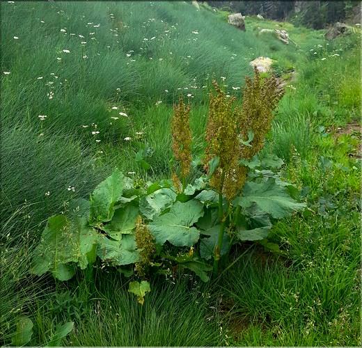 Rumex_obtusifolius2_LT