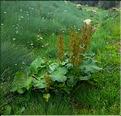 Rumex_obtusifolius2_LT