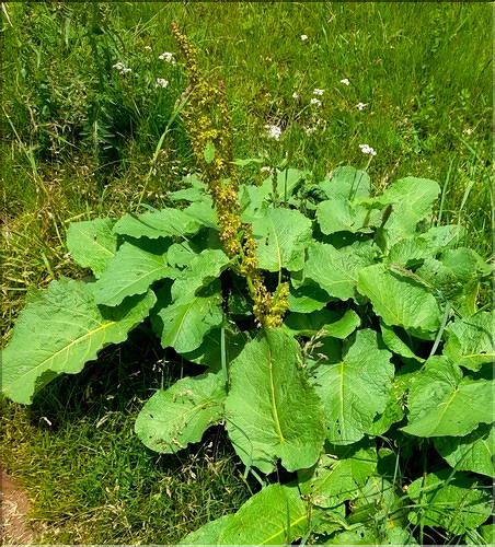 Rumex_obtusifolius3_LT
