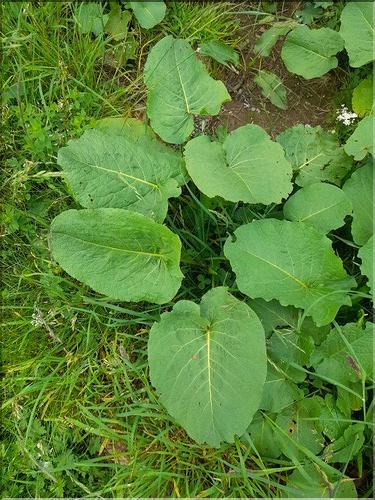 Rumex_obtusifolius4_LT