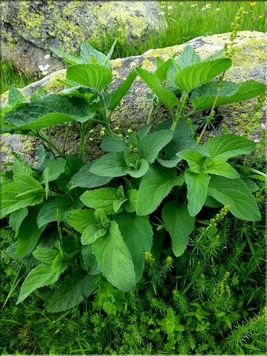 Scrophularia_alpestris1_LT