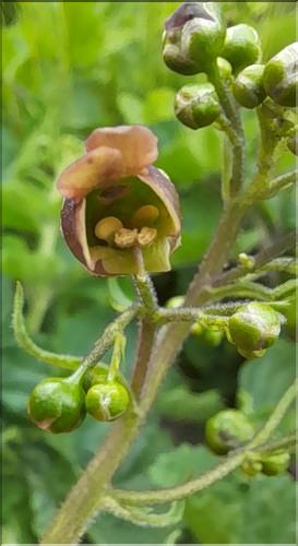 Scrophularia_alpestris2_LT