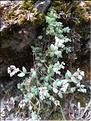 Sedum_dasyphyllum1_LT