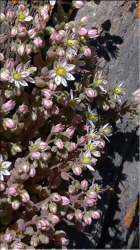 Sedum_dasyphyllum2_DB