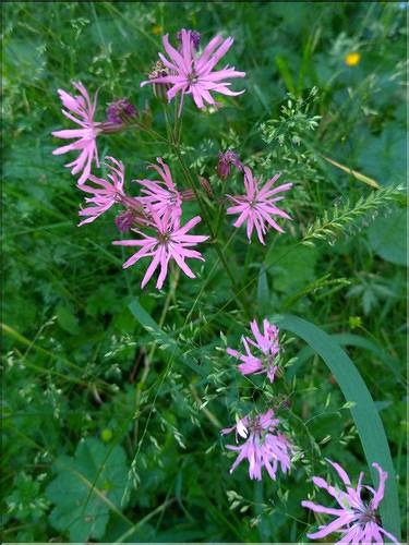 Silene_flos-cuculi_DB