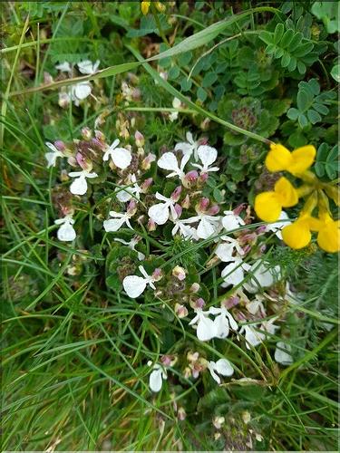 Teucrium_pyrenaicum1_LT