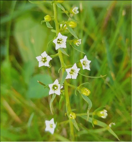 Thesium_pyrenaicum_LT