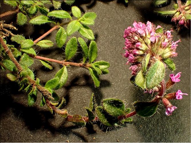 Thymus_pulegioides1_LT