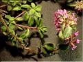 Thymus_pulegioides1_LT