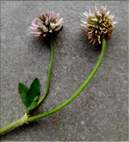 Trifolium_montanum1_LT