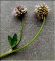 Trifolium_montanum1_LT
