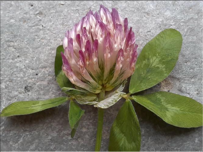 Trifolium_pratense2_LT