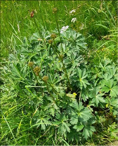 Trollius_europaeus1_LT