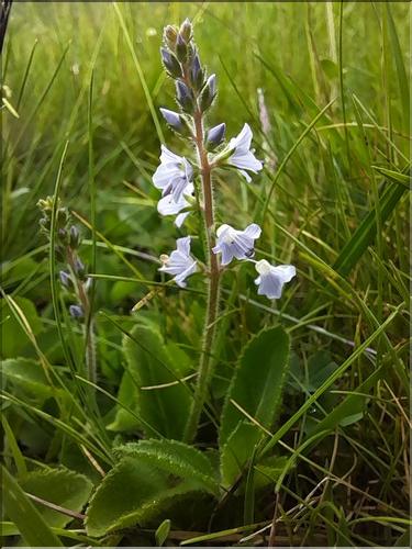 Veronica_officinalis1_LT