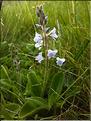Veronica_officinalis1_LT