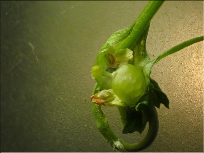 Viola_tricolor_saxatilis3_LT