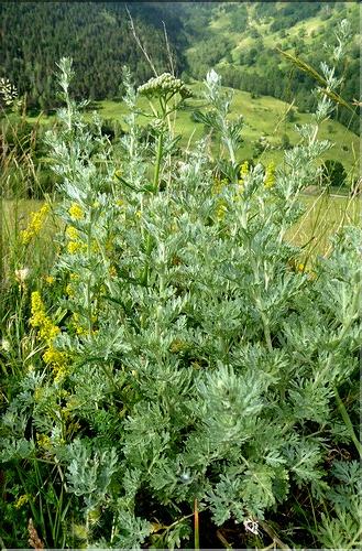Artemisia_absinthium1_SE