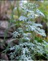 Artemisia_absinthium2_SP