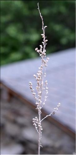 Artemisia_absinthium3_SP
