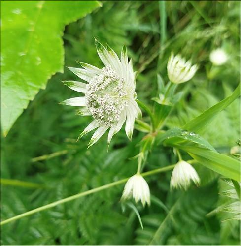 Astrantia_major_SP