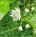 Astrantia_major_SP