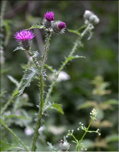 carduus_crispus_SP