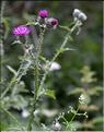carduus_crispus_SP