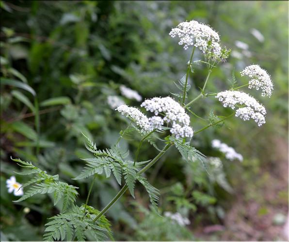 Chaerophyllum_aureum1_SP