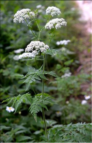 Chaerophyllum_aureum2_SP