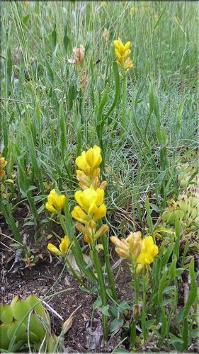 Chamaespartium_sagittale_SE