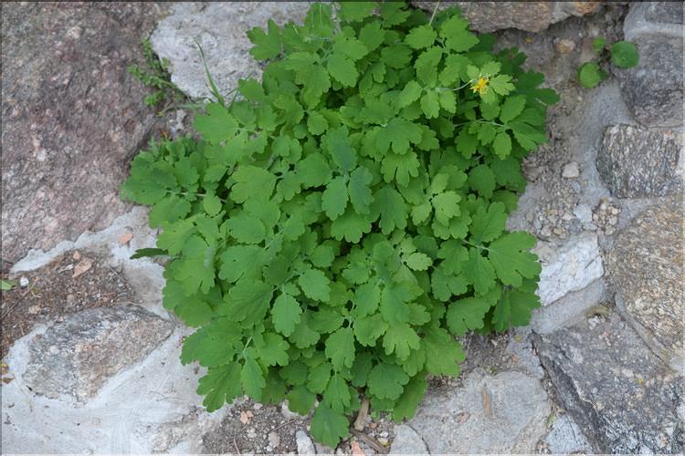 Chelidonium_majus1_SP