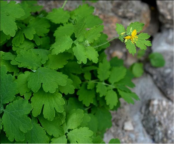 Chelidonium_majus2_SP