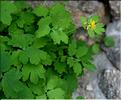 Chelidonium_majus2_SP