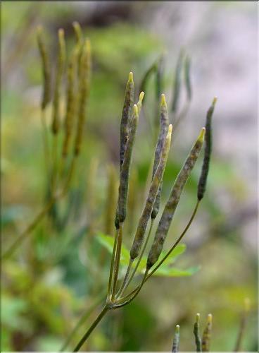 Chelidonium_majus3_SP
