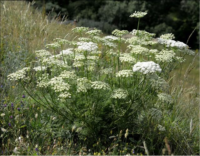 Coristospermum_lucidum1_SP