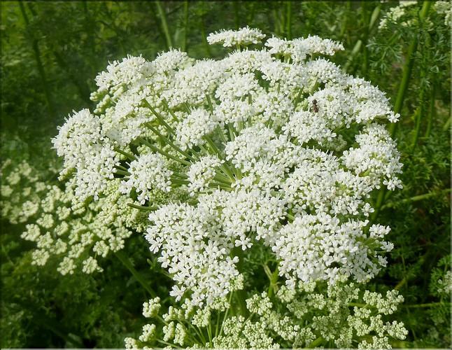 Coristospermum_lucidum3_SE