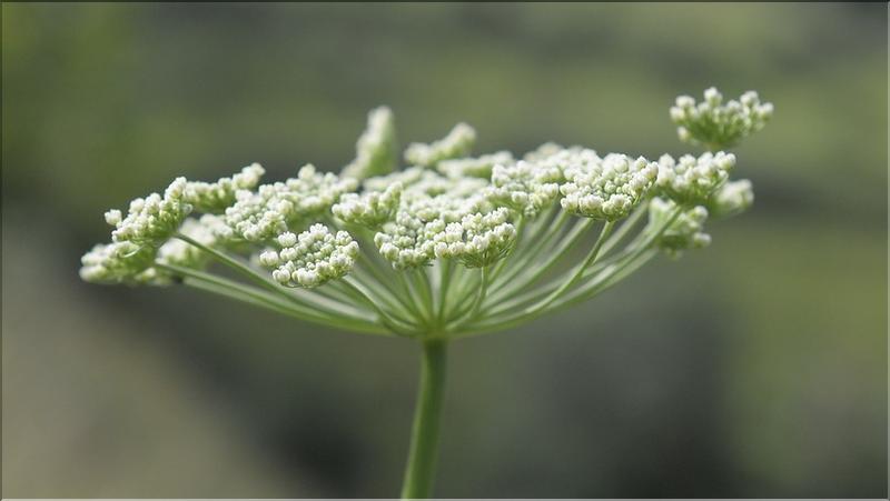 Coristospermum_lucidum4_SP