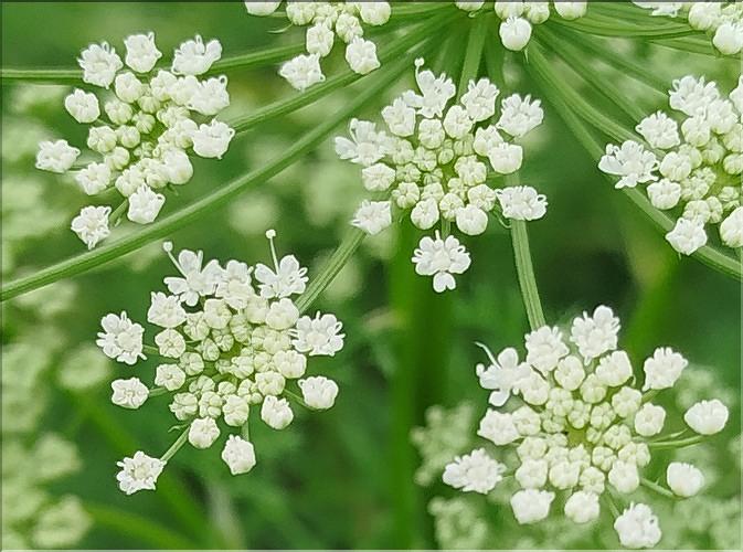 Coristospermum_lucidum5_SP