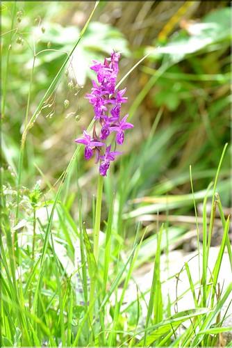 Dactylorhiza_majalis_FM