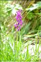 Dactylorhiza_majalis_FM