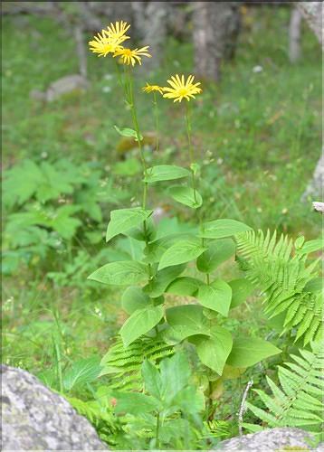 Doronicum_austriacum1_FM